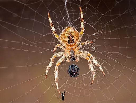 Dedetização de Aranhas em Campanário em Diadema