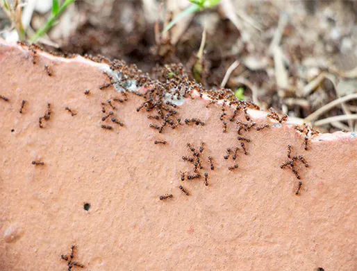 Dedetização de Formigas em Inamar em Diadema