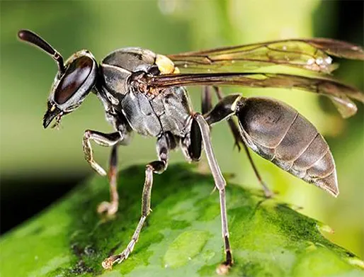 Dedetização de Marimbondos em Taboão da Serra