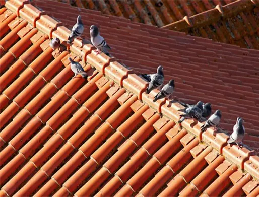 Dedetização de Pombos em São José dos Campos